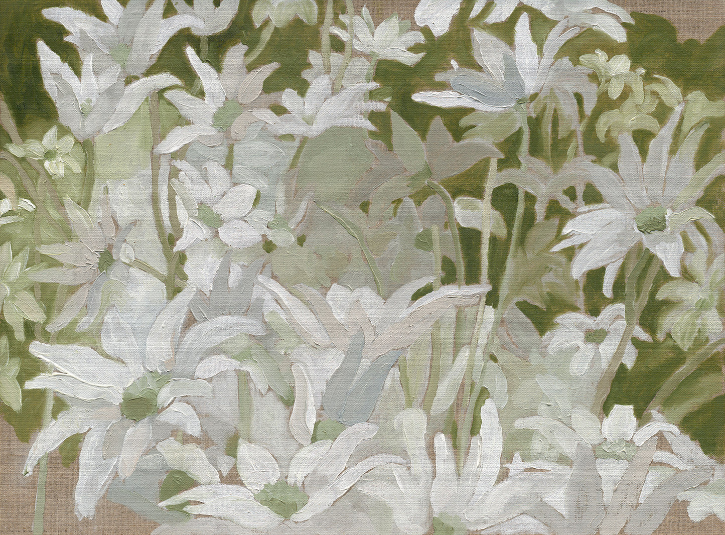 Flannel Flowers
