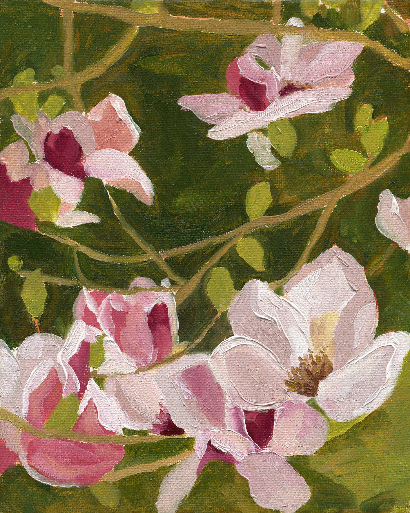 Magnolias