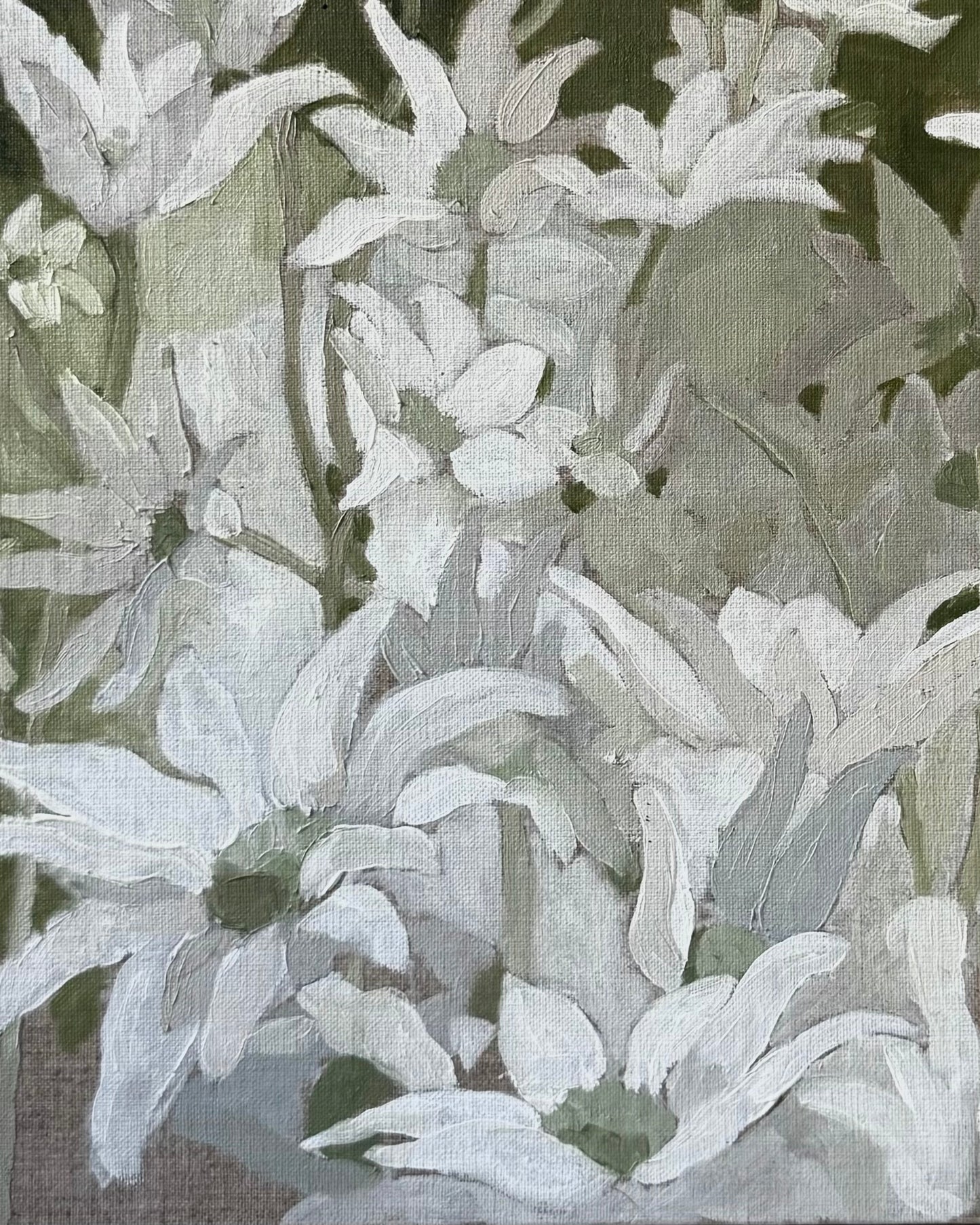 Flannel Flowers