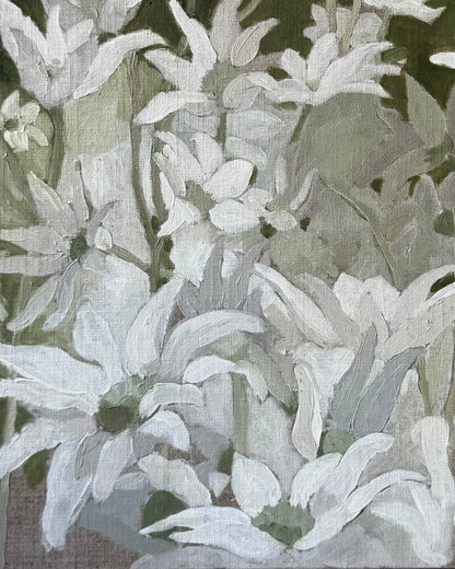 Flannel Flowers